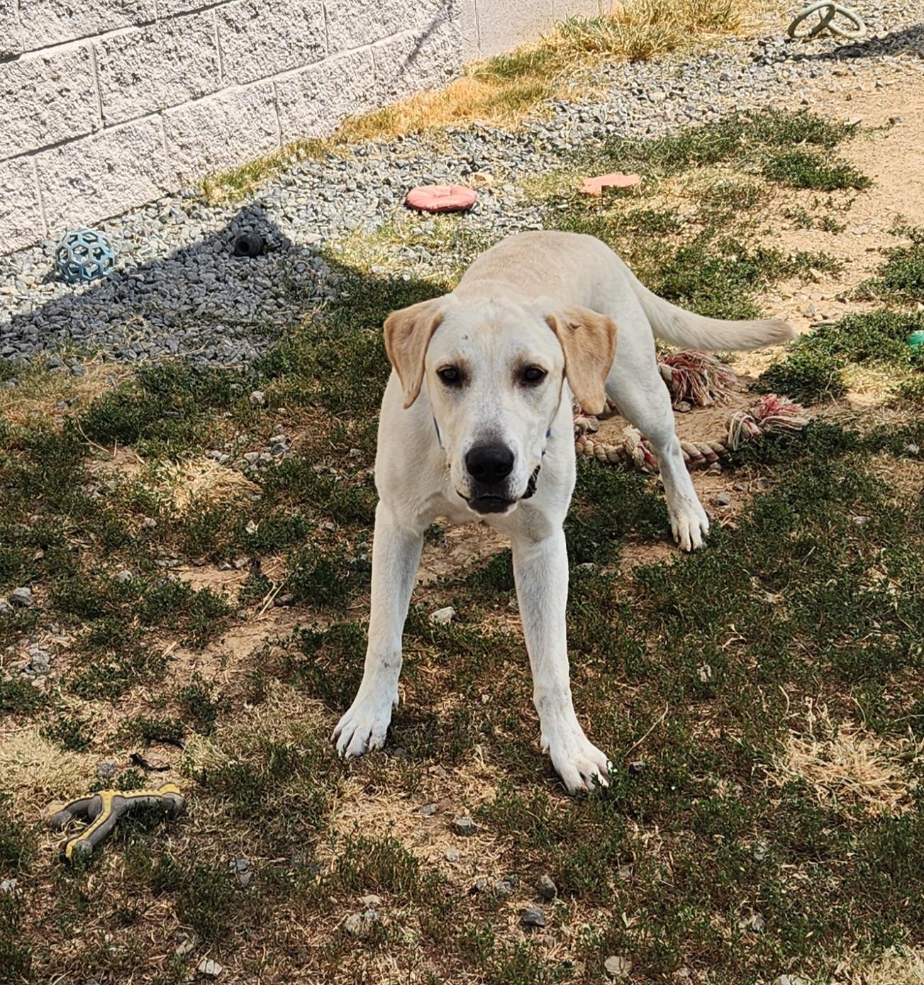 Queso, a ADOPTABLE mixed breed in Siloam Springs, AR image 3/4