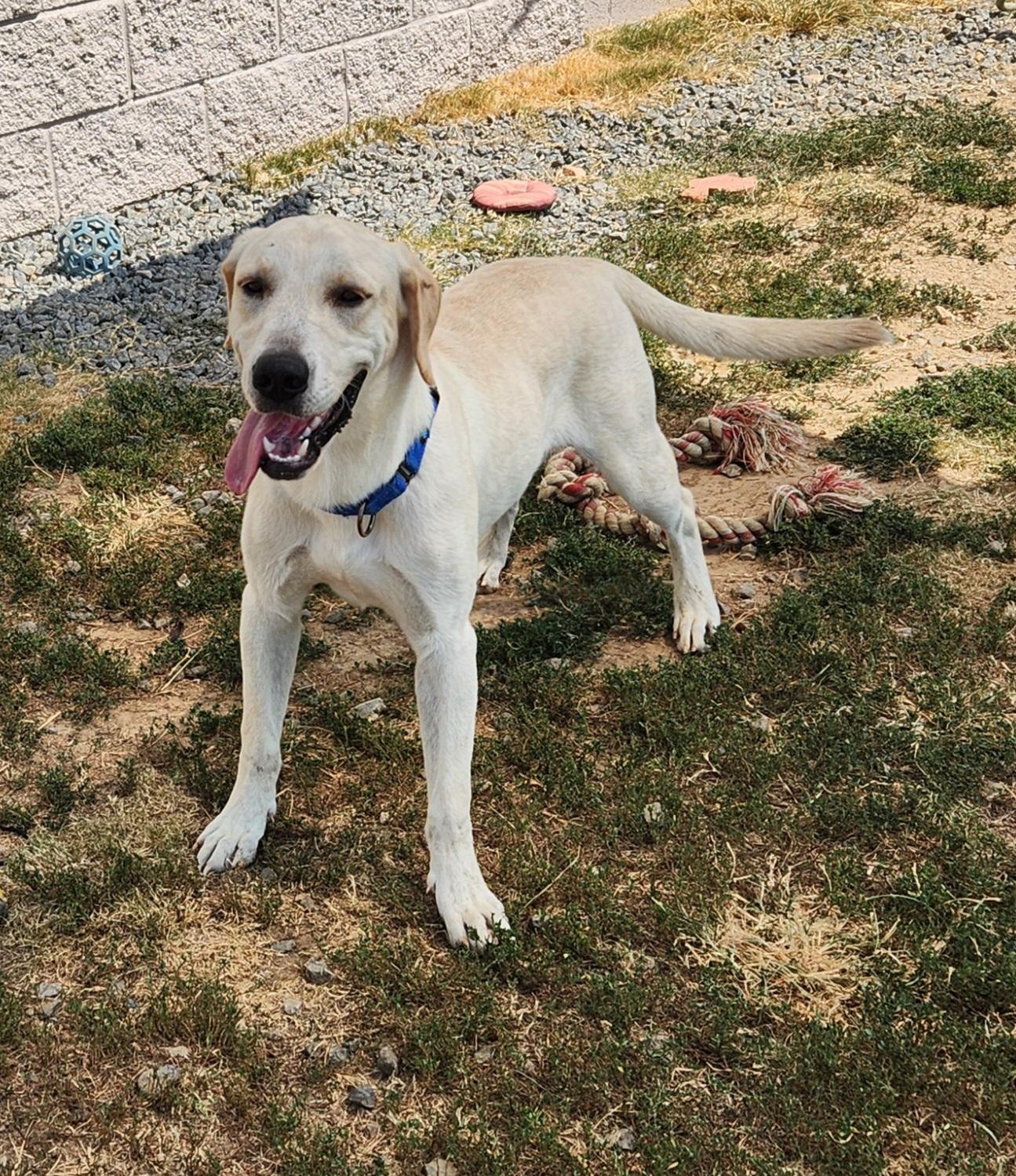 Queso, a ADOPTABLE mixed breed in Siloam Springs, AR image 4/4