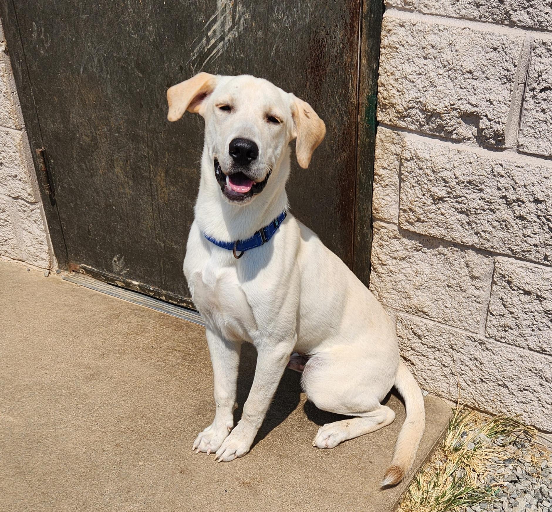 Queso, ADOPTABLE, Adult Male Labrador Retriever.