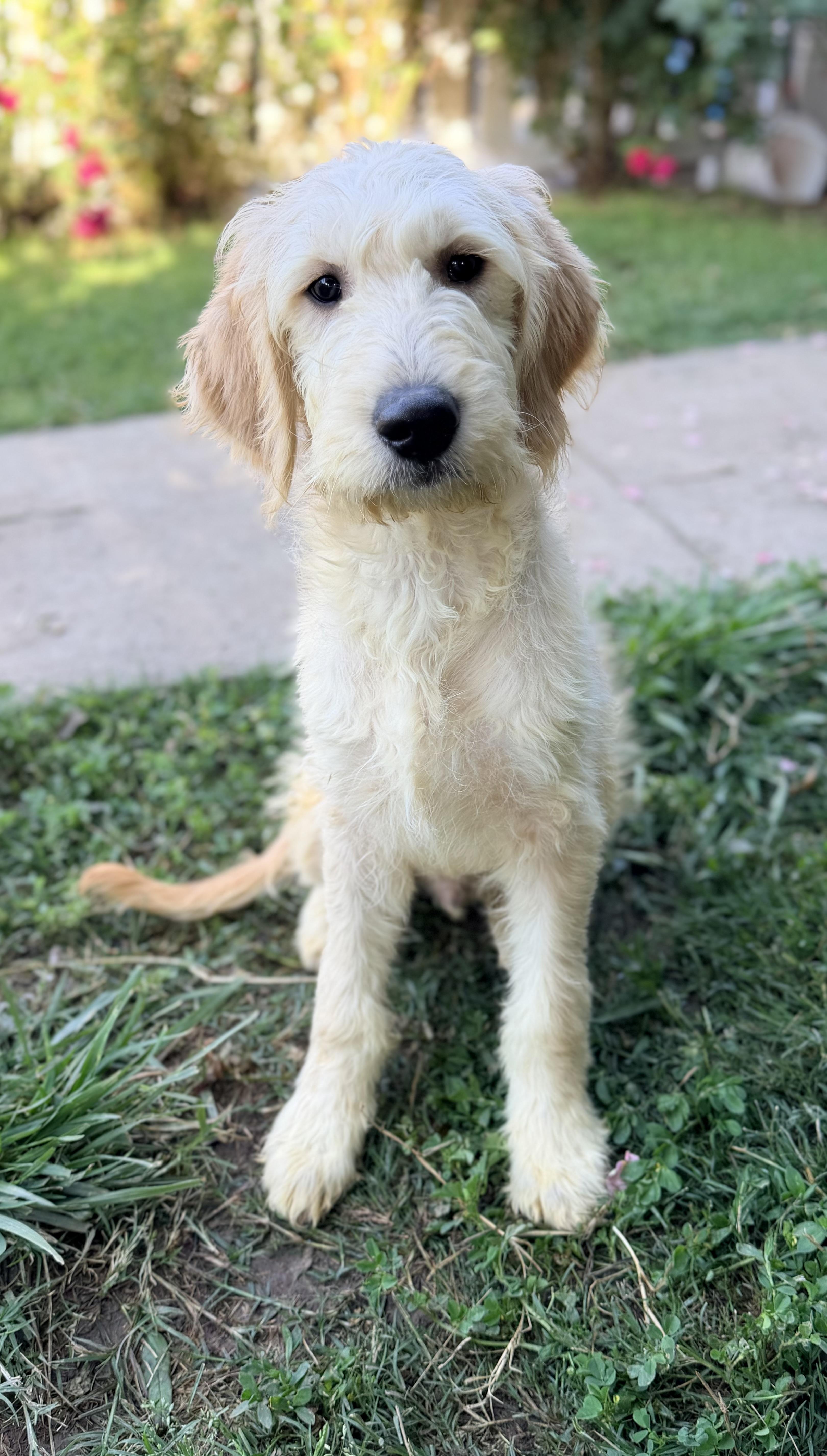 Enlarge Butter, a Adoptable mixed breed in Yuba City, CA image 4/4