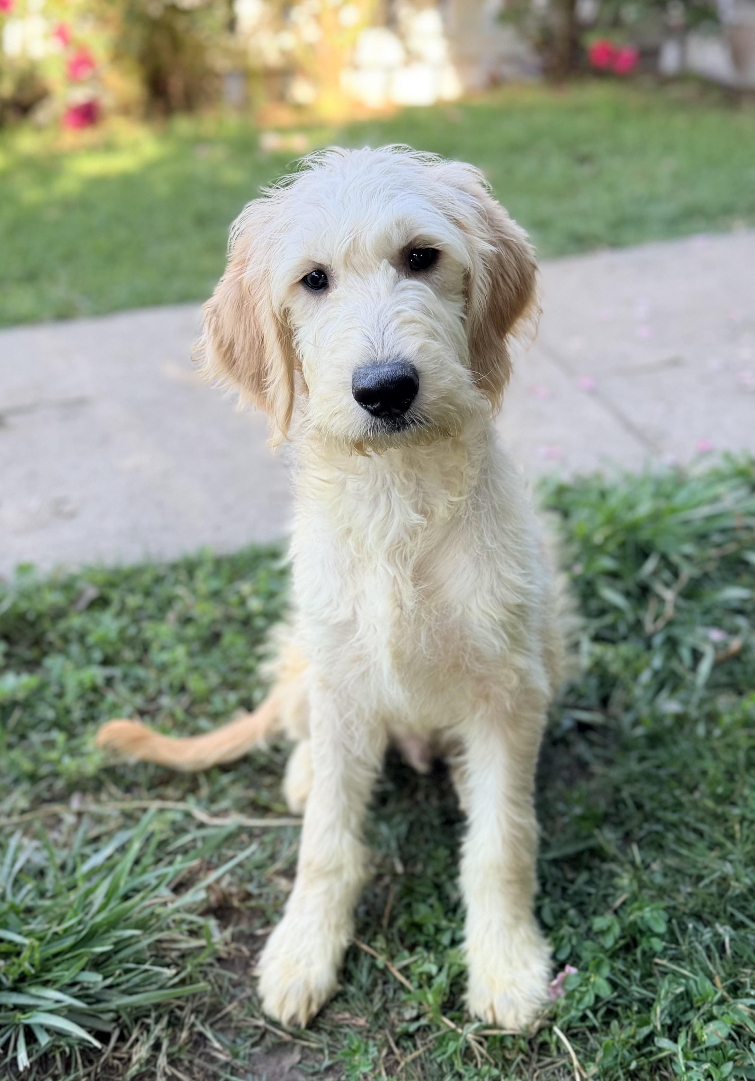 Enlarge Butter, a Adoptable mixed breed in Yuba City, CA image 2/4
