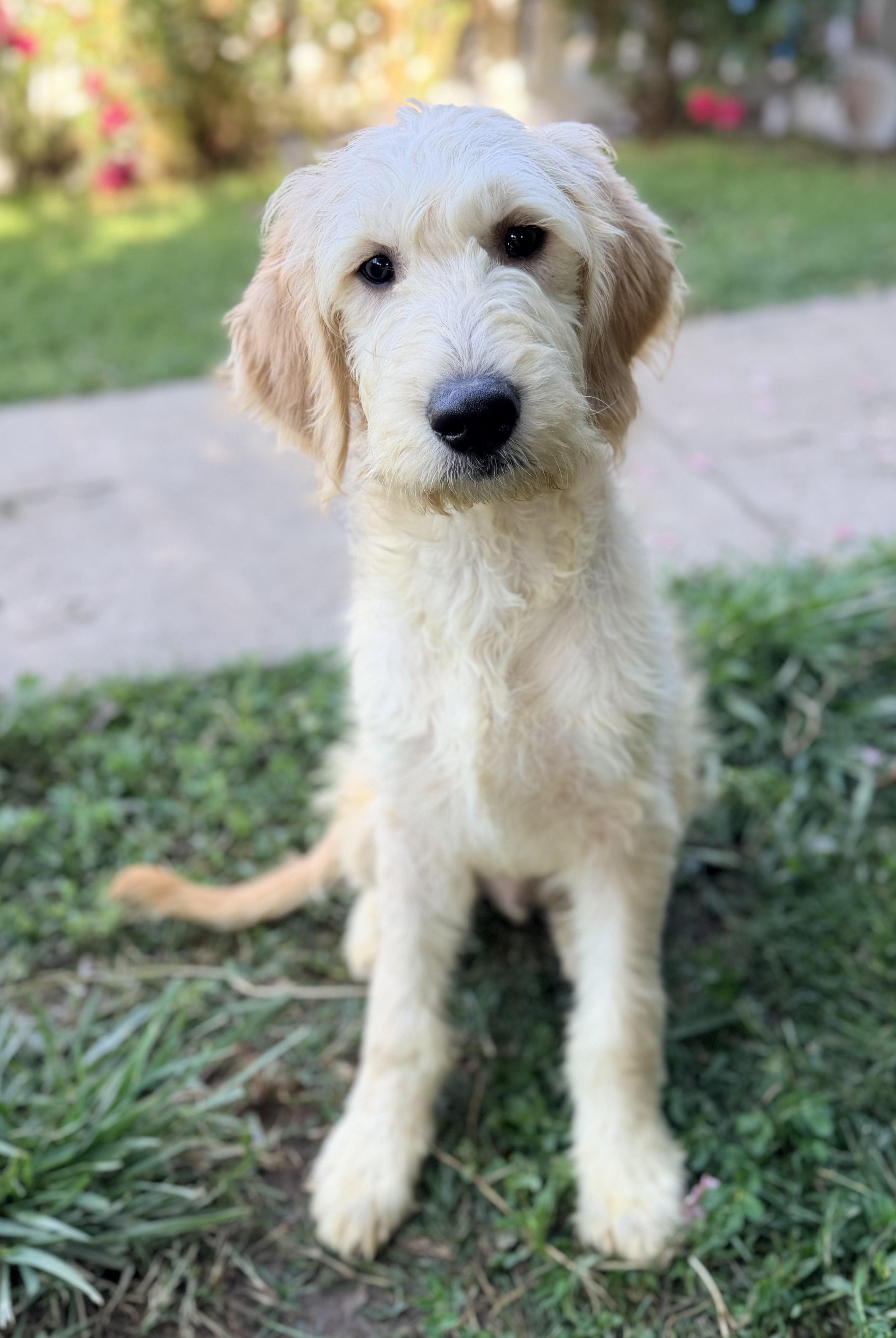 Butter, Adoptable, Puppy Male Goldendoodle & Golden Retriever.