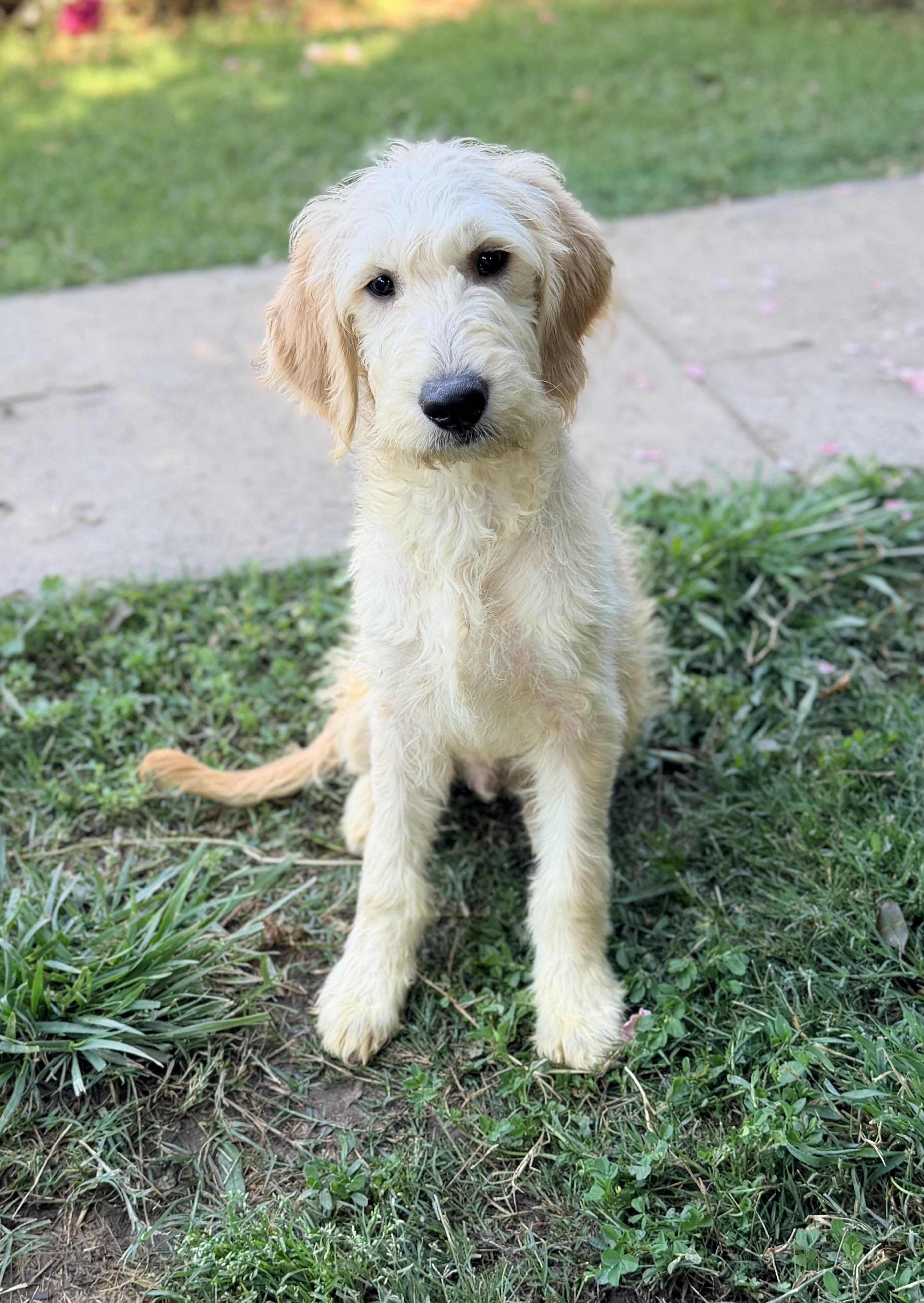 Enlarge Butter, a Adoptable mixed breed in Yuba City, CA image 3/4