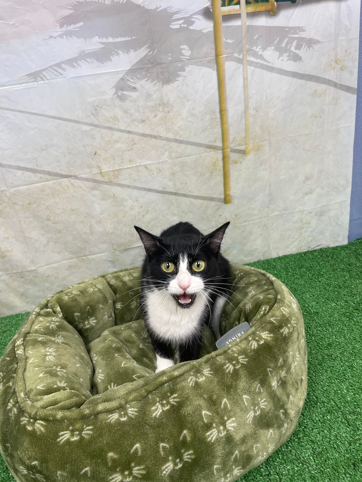 Cat for adoption Calender, a Tuxedo in Statesboro, GA Petfinder