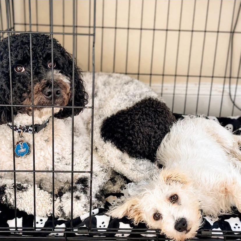 Enlarge Jameson, an adopted Maltipoo in Philadelphia, PA image 2/2