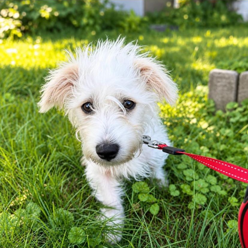 Jameson, adopted, Puppy Male Maltipoo.