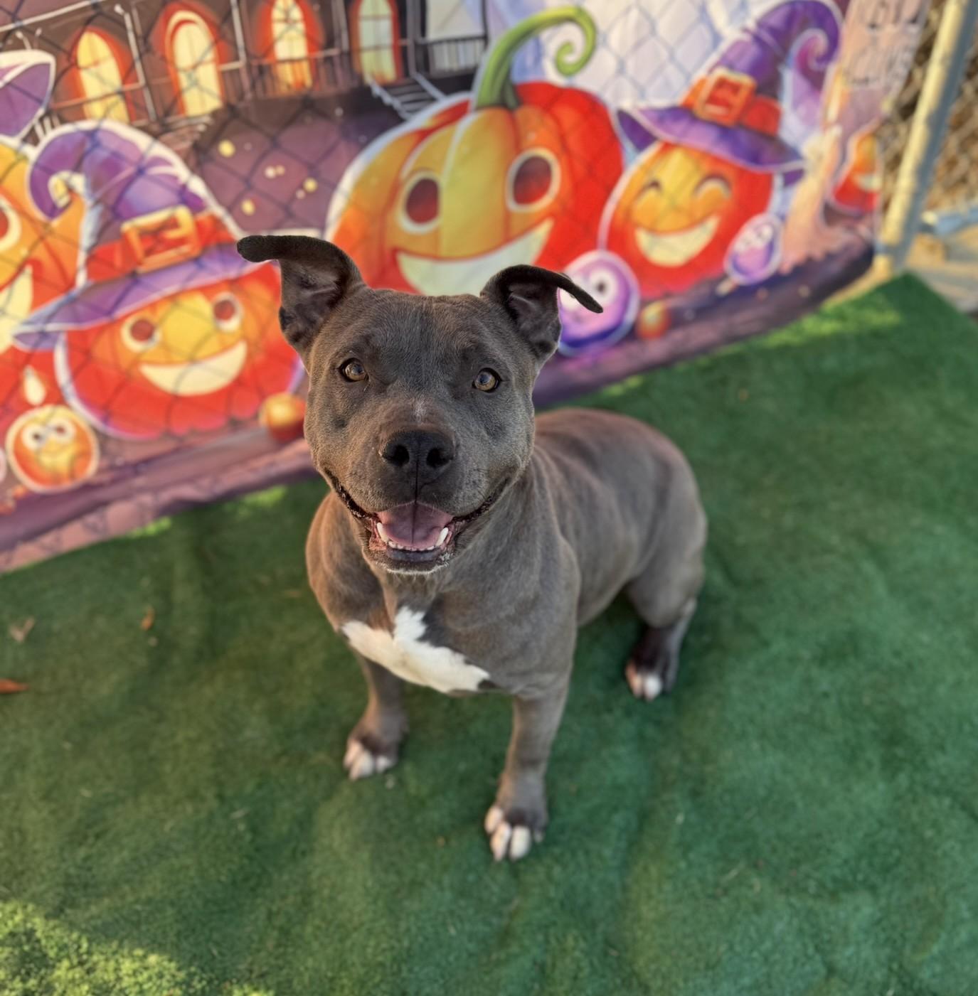 Wren **Courtesy Post. Out of town pet. See below for details**