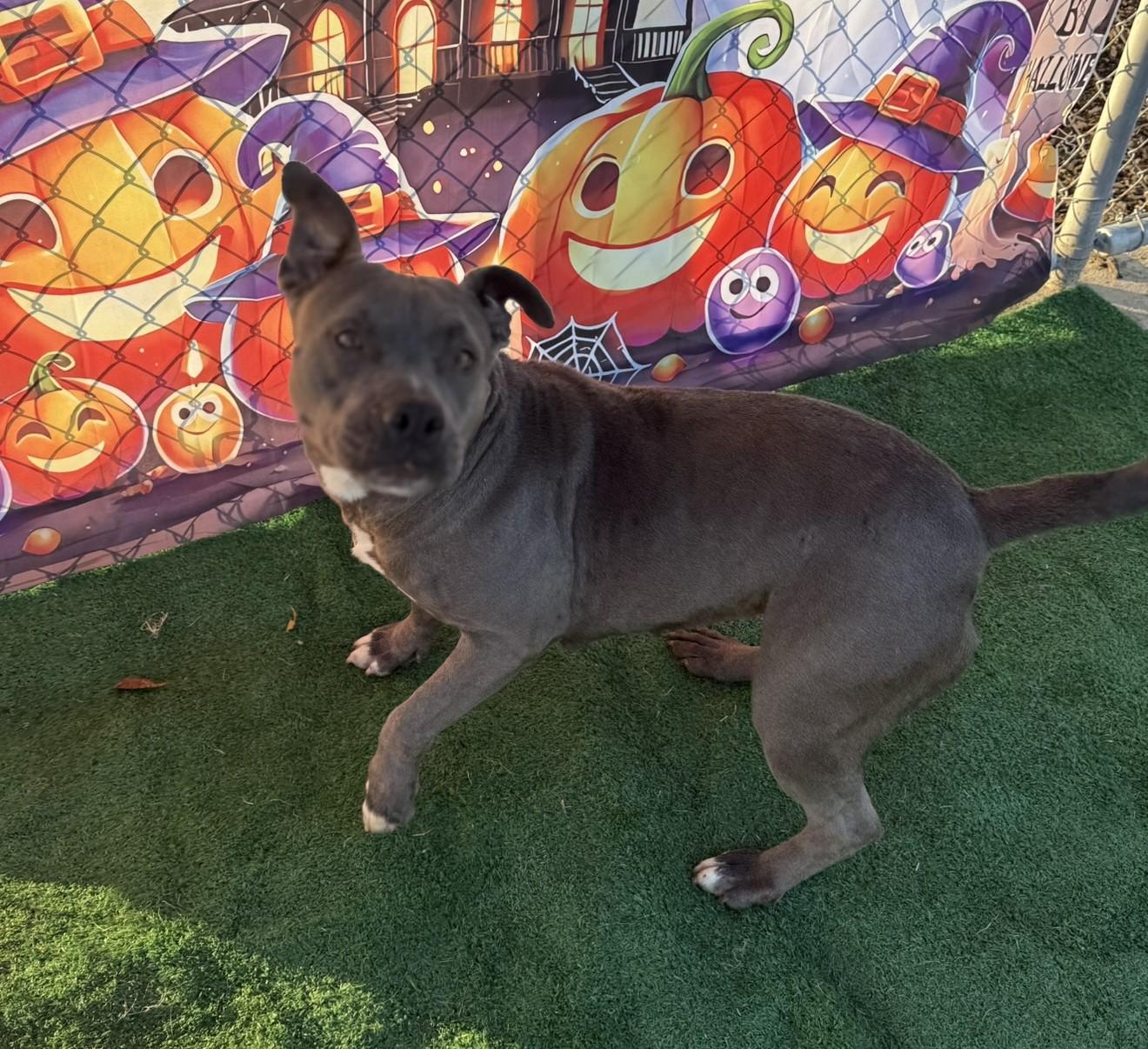 Wren **Courtesy Post. Out of town pet. See below for details**