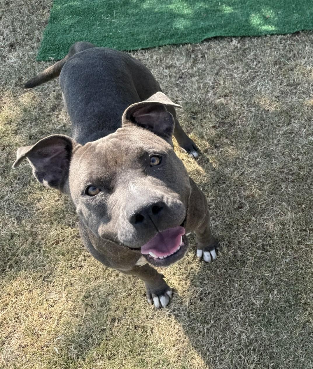 Wren **Courtesy Post. Out of town pet. See below for details**