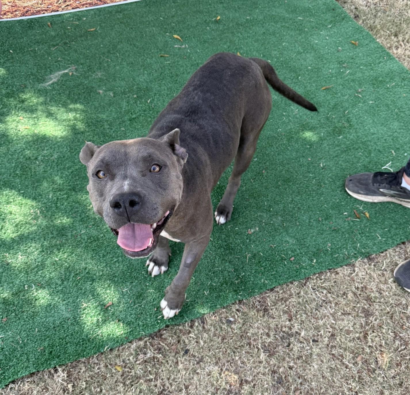 Wren **Courtesy Post. Out of town pet. See below for details**