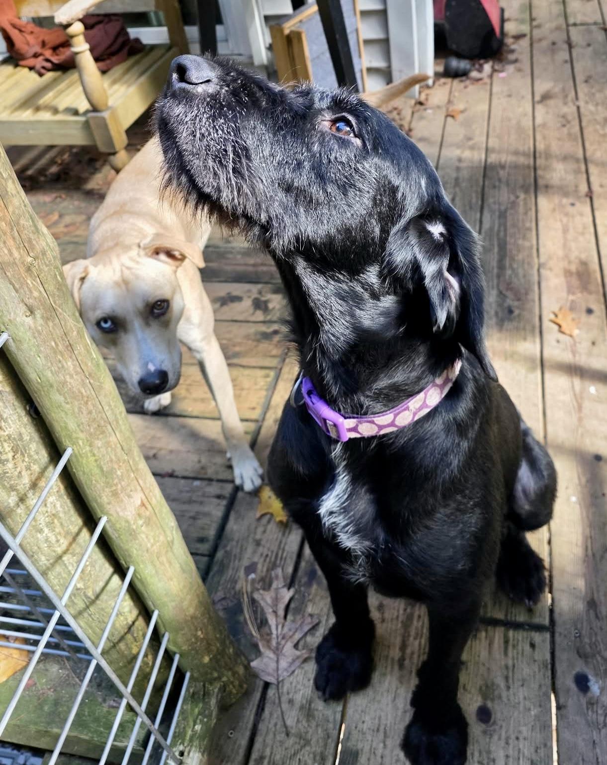 Enlarge Jasper, a Adoptable Giant Schnauzer in Kentwood, MI image 2/6