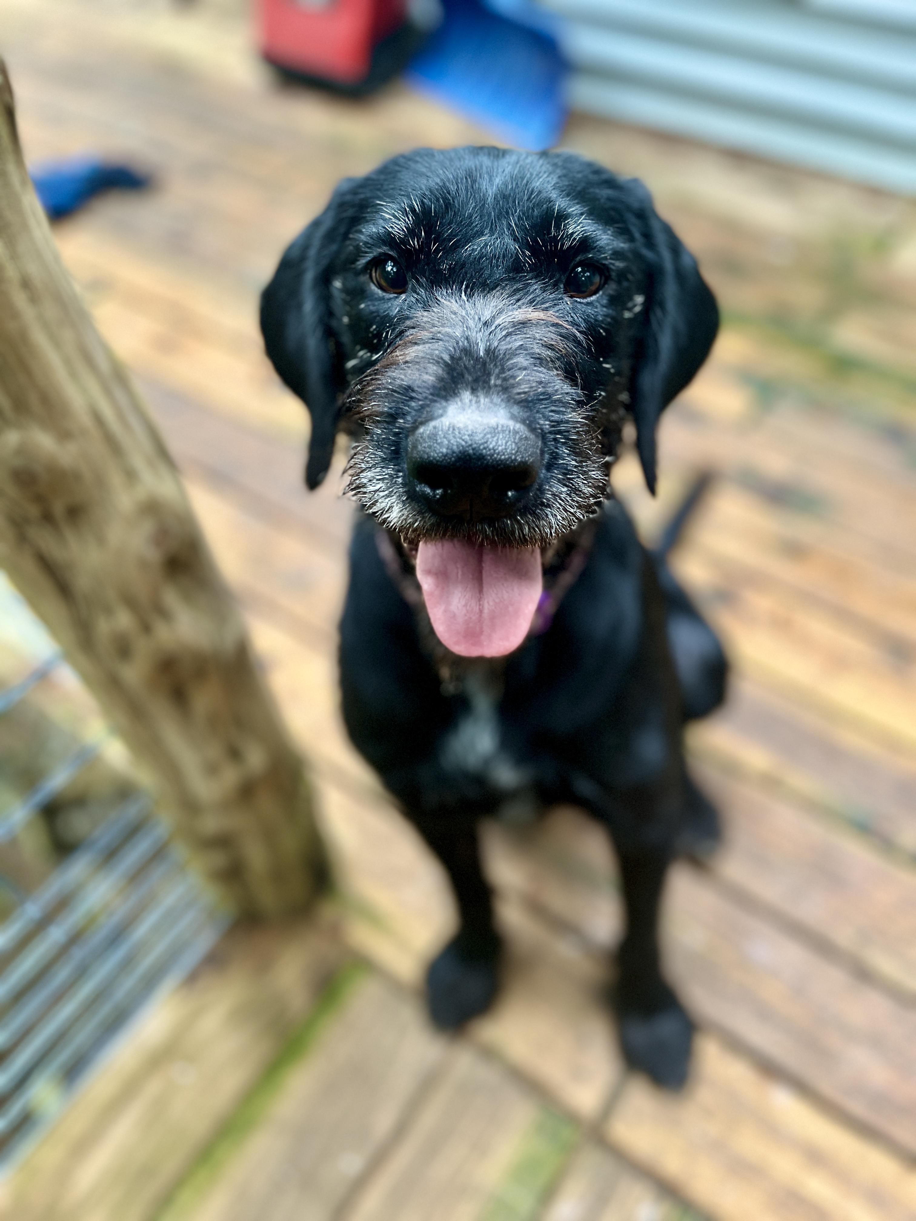 Enlarge Jasper, a Adoptable Giant Schnauzer in Kentwood, MI image 1/6