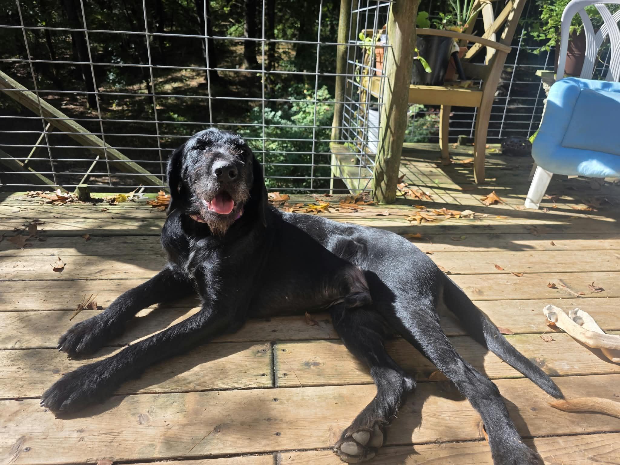 Enlarge Jasper, a Adoptable Giant Schnauzer in Kentwood, MI image 6/6