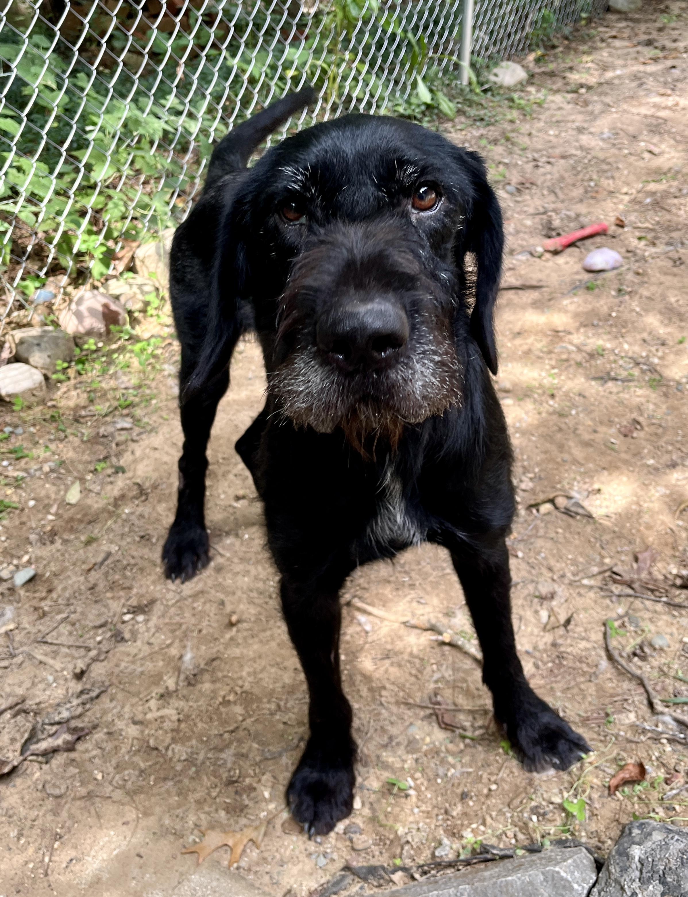 Enlarge Jasper, a Adoptable Giant Schnauzer in Kentwood, MI image 4/6
