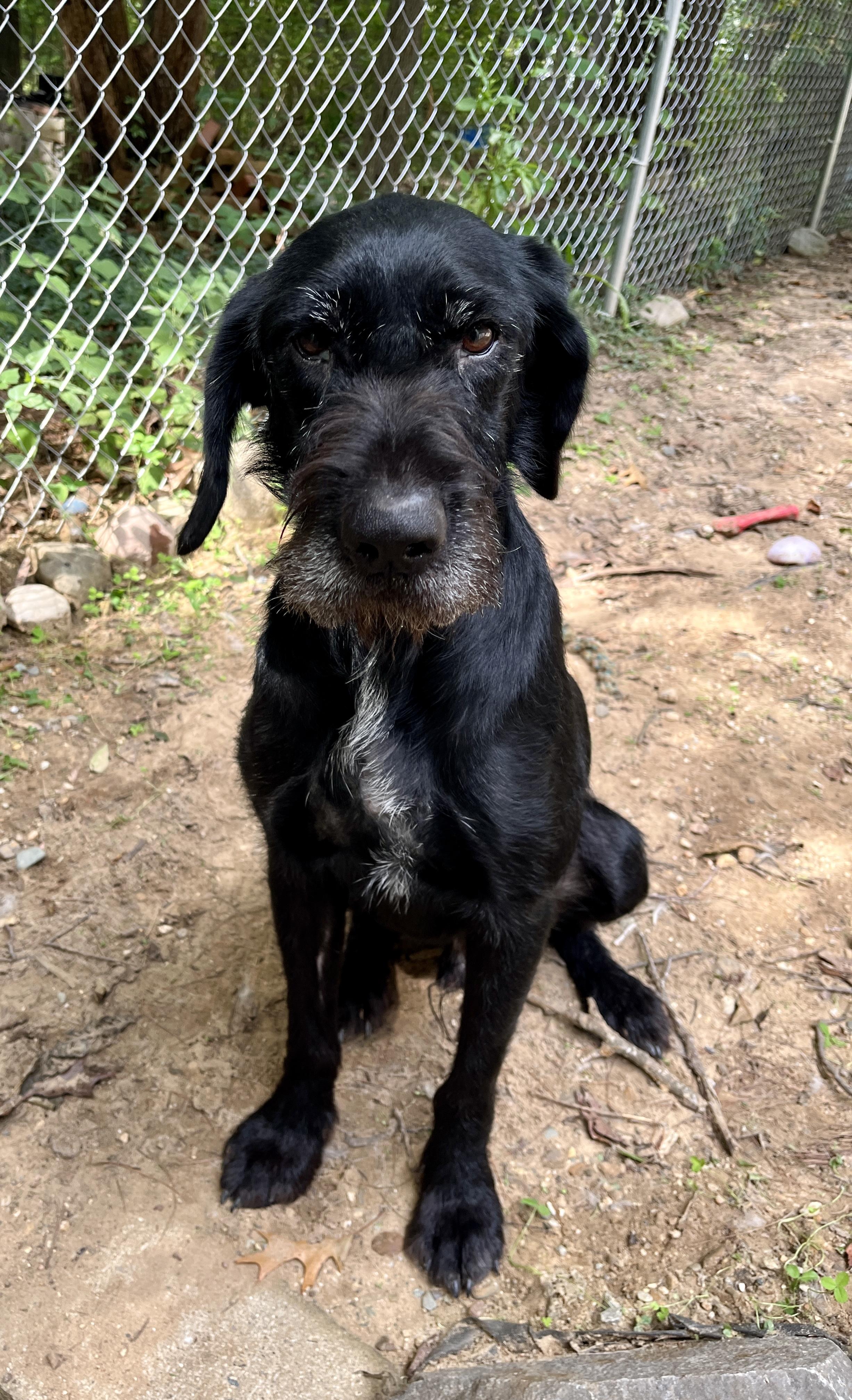 Enlarge Jasper, a Adoptable Giant Schnauzer in Kentwood, MI image 3/6
