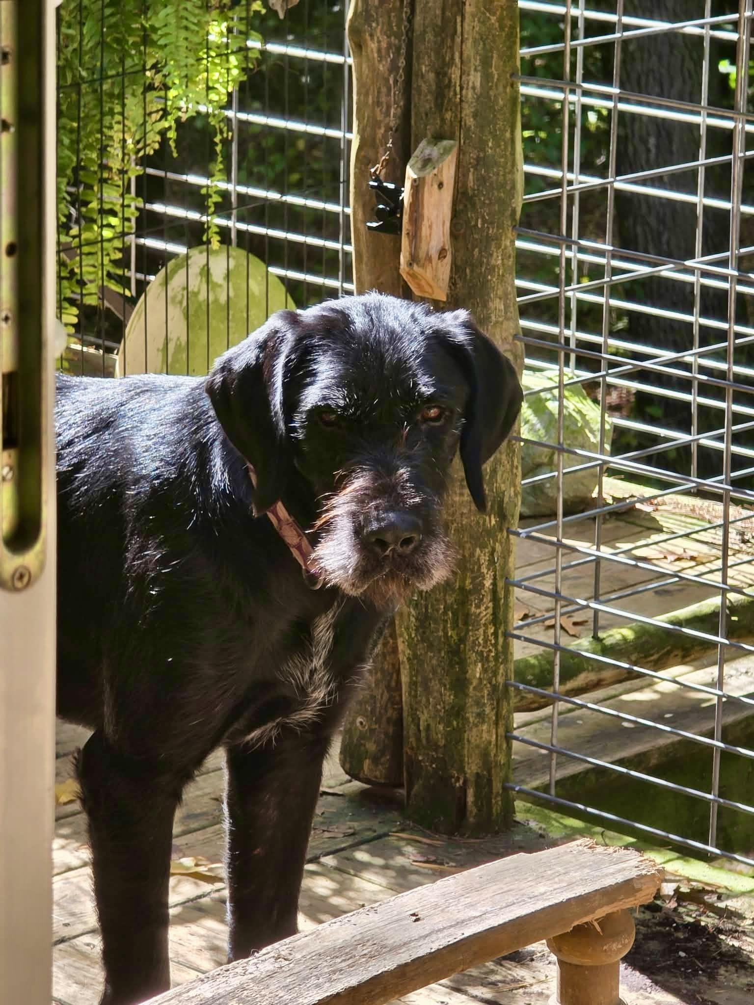 Enlarge Jasper, a Adoptable Giant Schnauzer in Kentwood, MI image 5/6