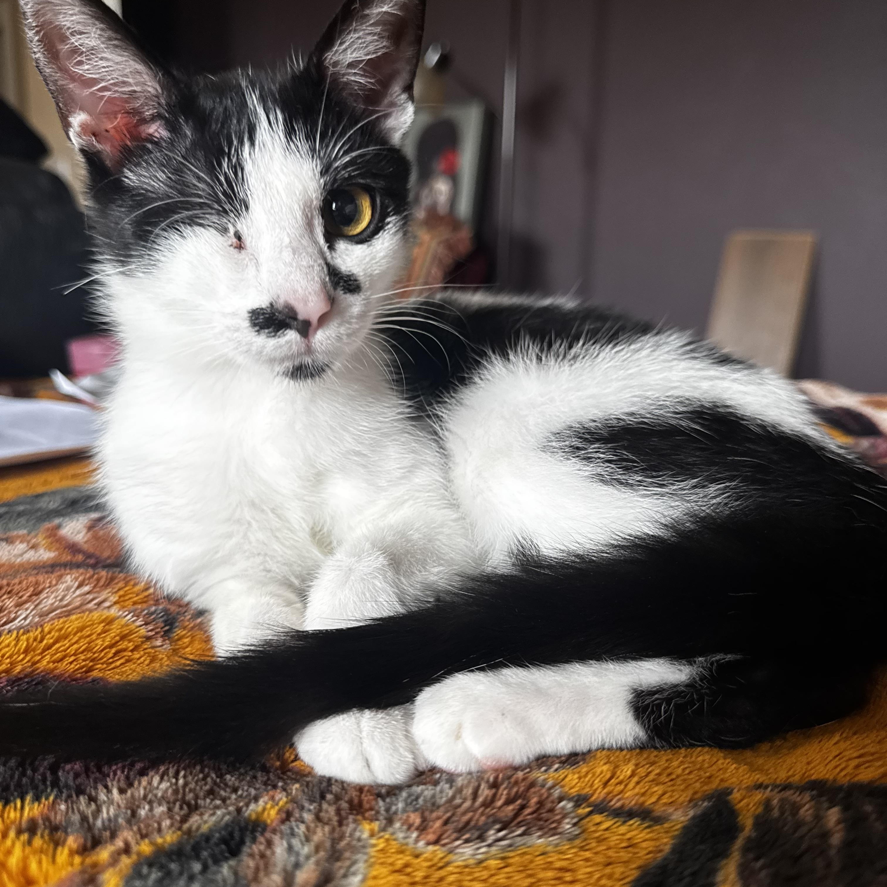 minnie mouse, adopted, Kitten Female Tuxedo.