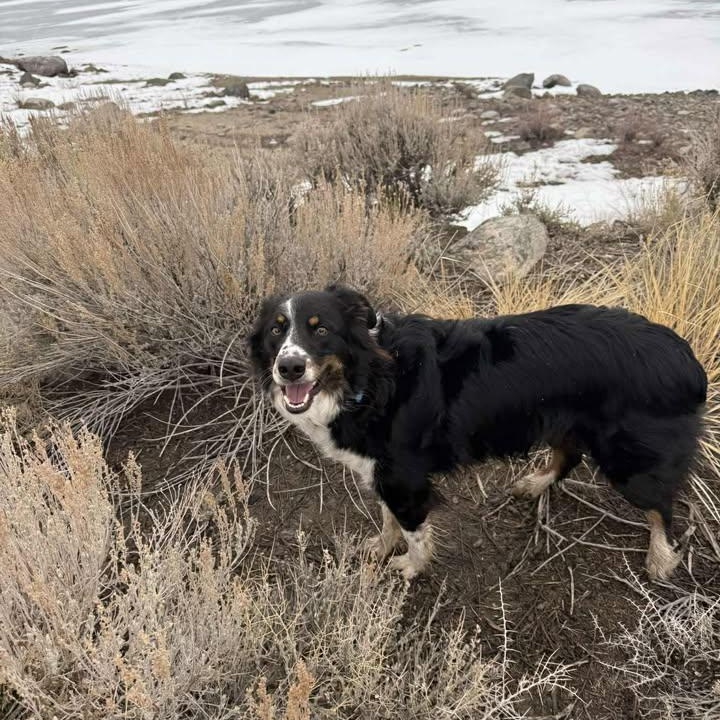 Enlarge Rocky, an adopted mixed breed in Pinedale, WY image 5/6