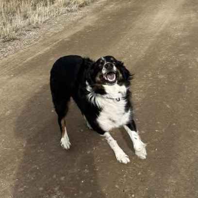 Enlarge Rocky, an adopted mixed breed in Pinedale, WY image 3/6