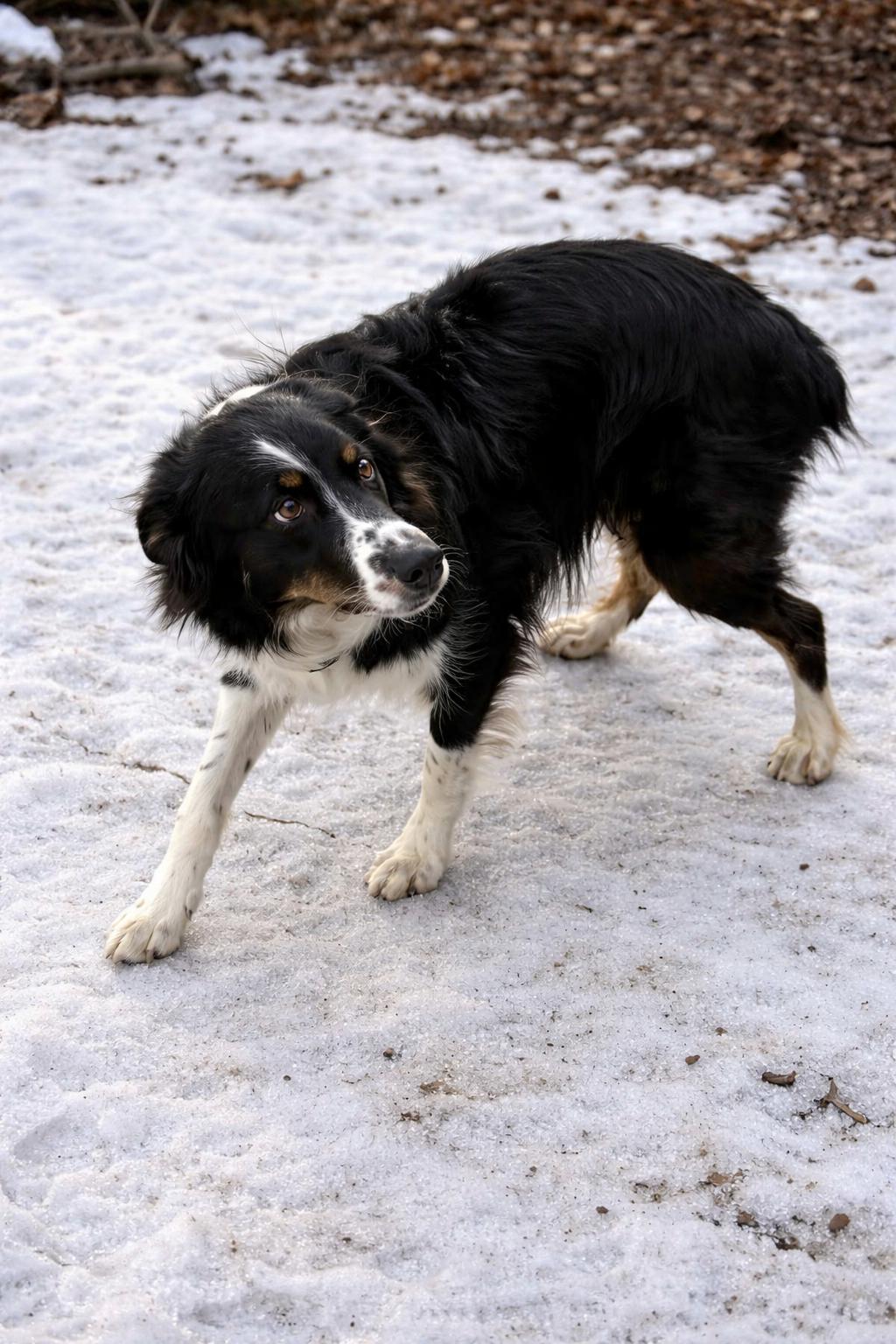 Enlarge Rocky, an adopted mixed breed in Pinedale, WY image 4/6