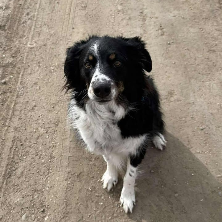 Rocky, adopted, Adult Male Australian Shepherd & Border Collie.