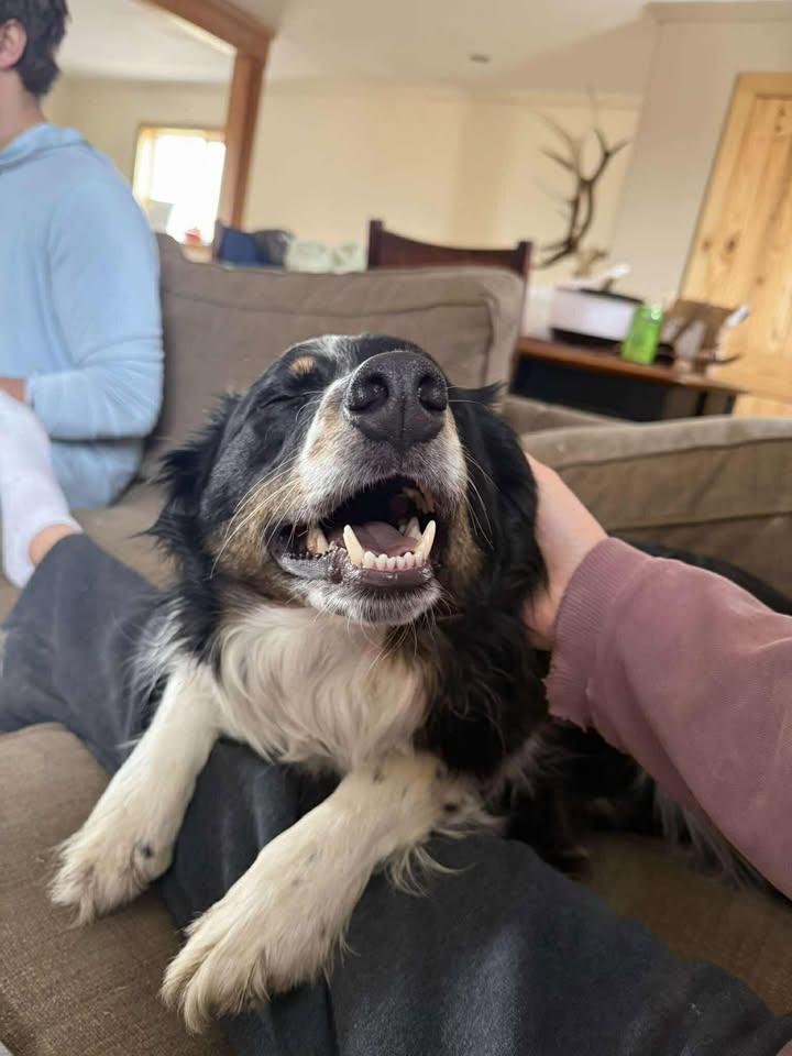 Enlarge Rocky, an adopted mixed breed in Pinedale, WY image 2/6
