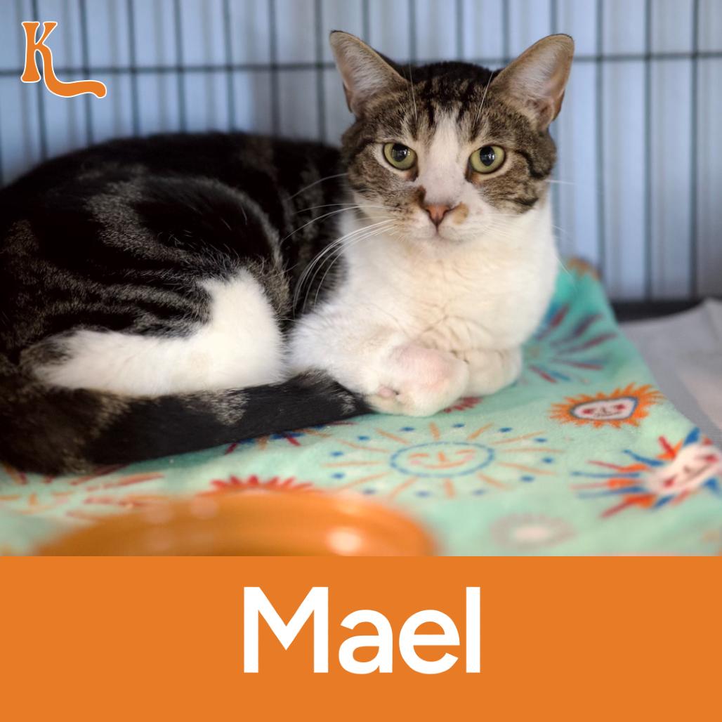Enlarge Mael, a Adoptable Domestic Short Hair in Desert Hot Springs, CA image 1/2