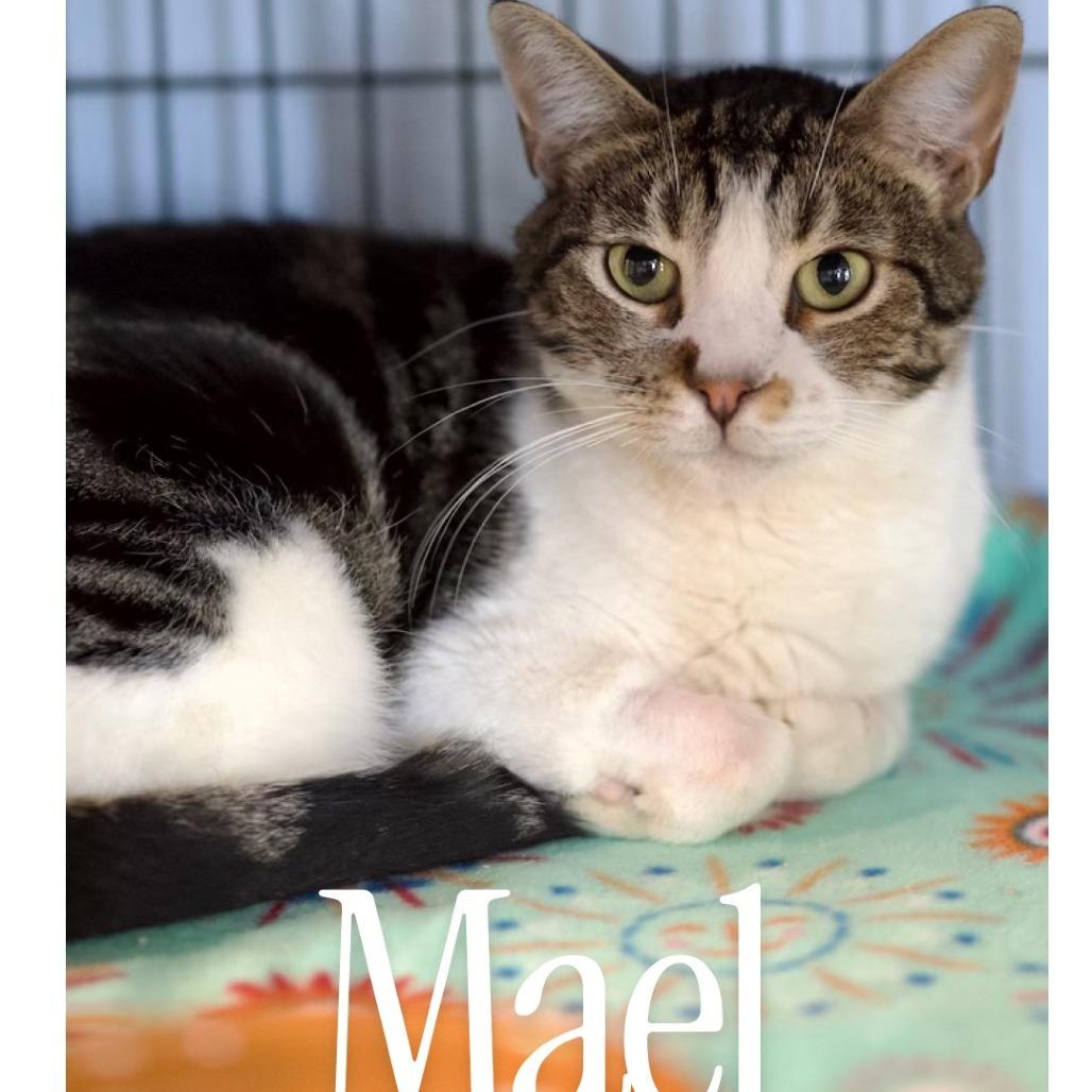 Enlarge Mael, a Adoptable Domestic Short Hair in Desert Hot Springs, CA image 2/2