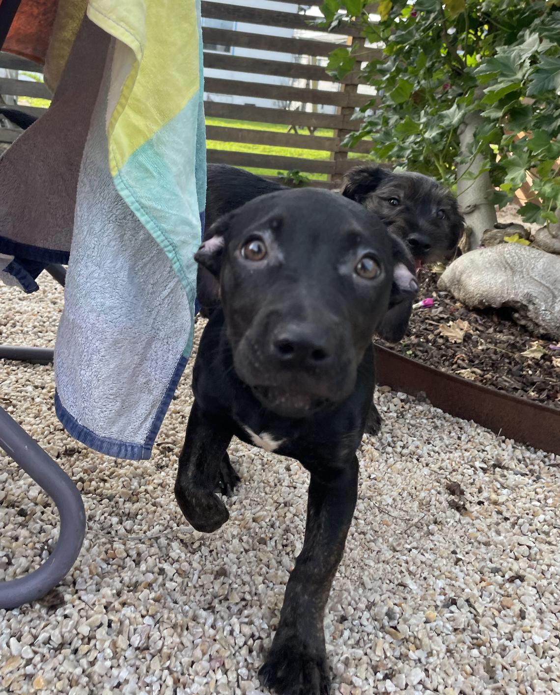 Enlarge Rosie, a Adoptable mixed breed in Emeryville, CA image 3/4