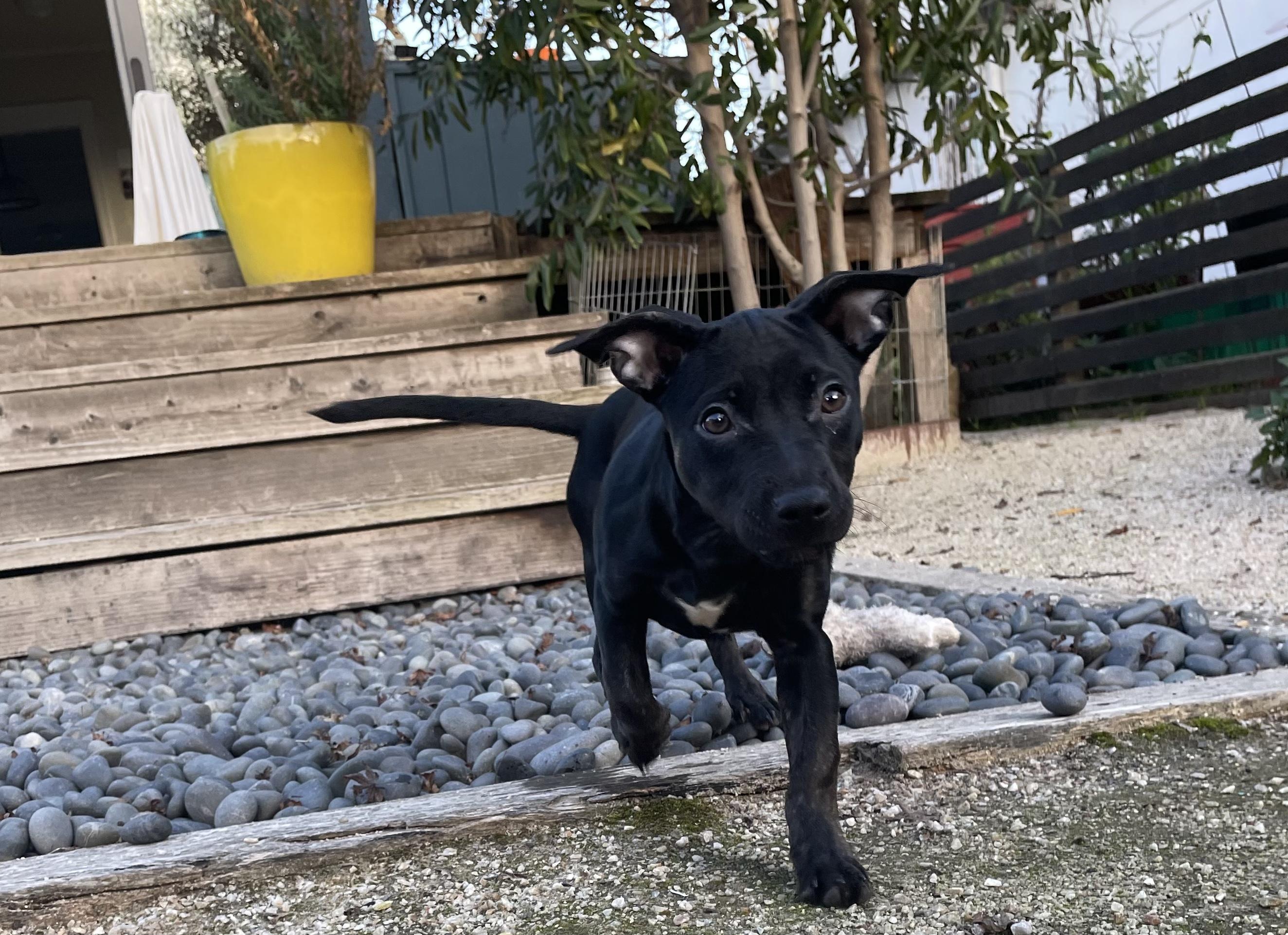 Rosie, Adoptable, Puppy Female Terrier & Mixed Breed.