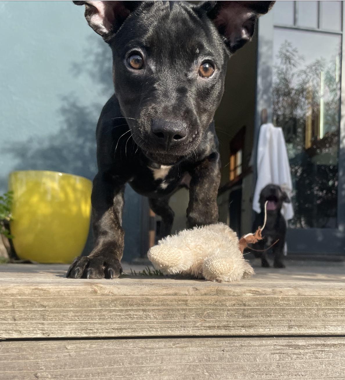 Enlarge Rosie, a Adoptable mixed breed in Emeryville, CA image 2/4