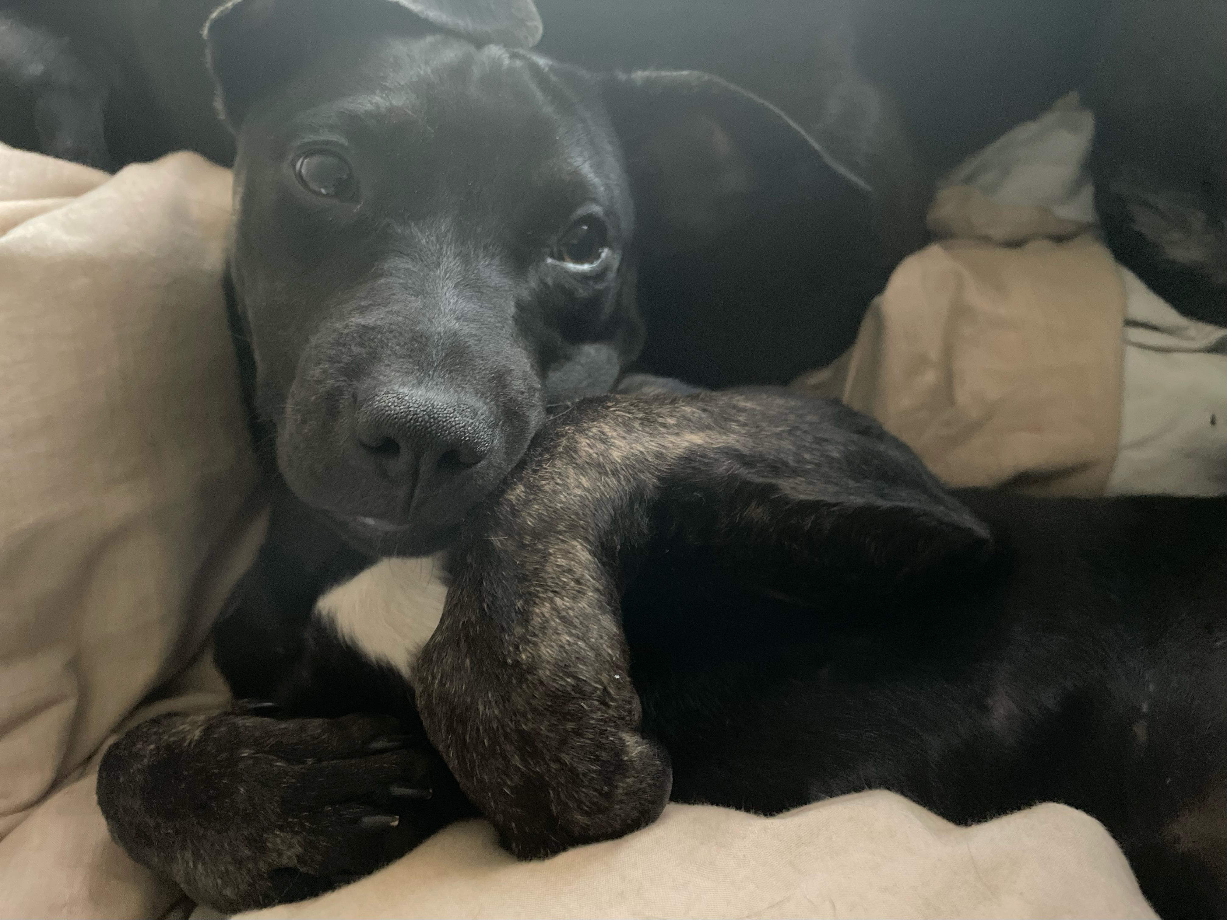 Enlarge Rosie, a Adoptable mixed breed in Emeryville, CA image 5/5