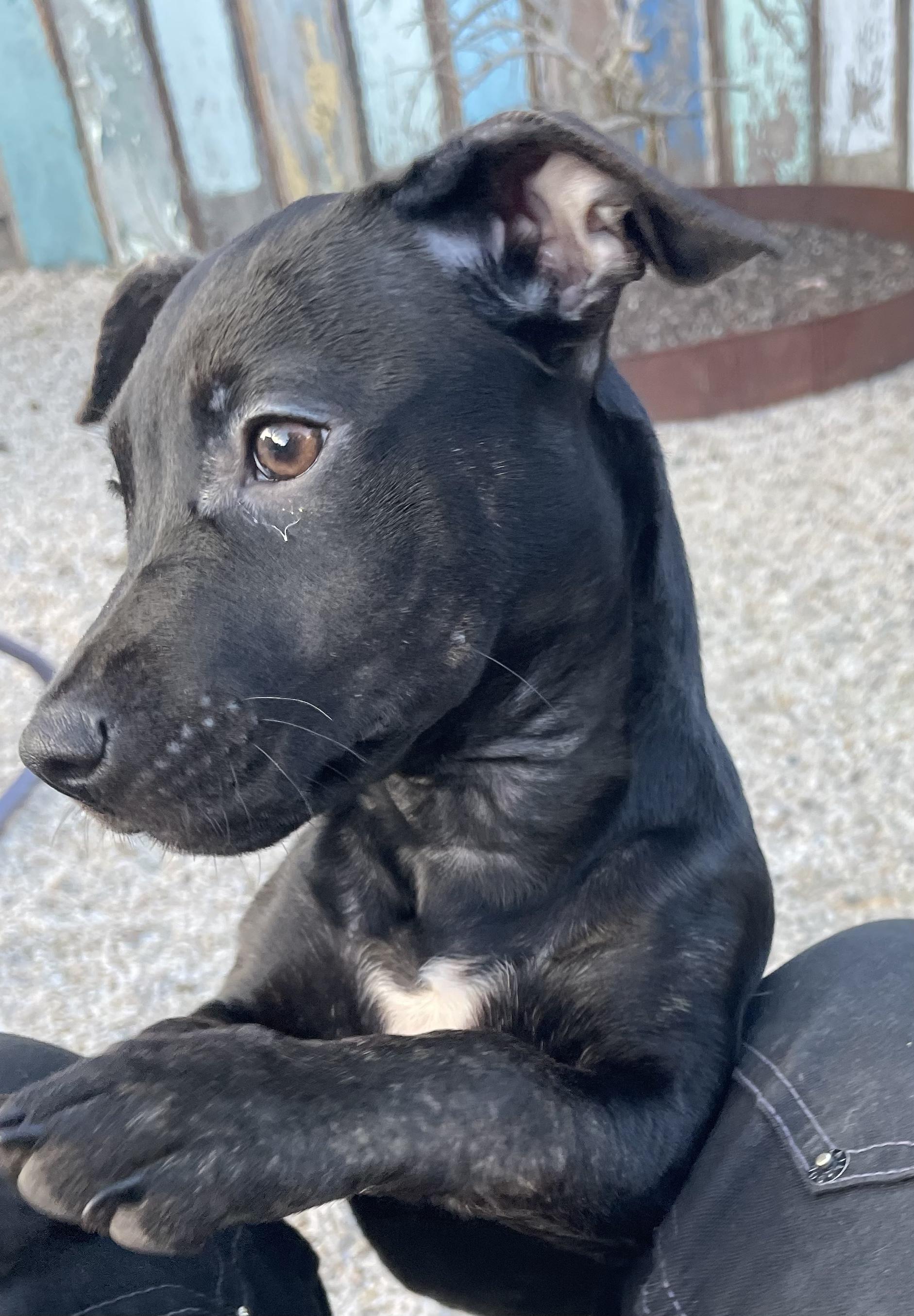 Rosie, Adoptable, Puppy Female Terrier & Mixed Breed.