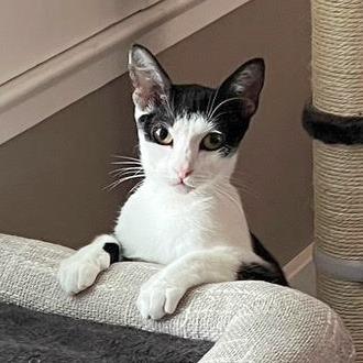 Ella, Adoptable, Adult Female Domestic Short Hair.