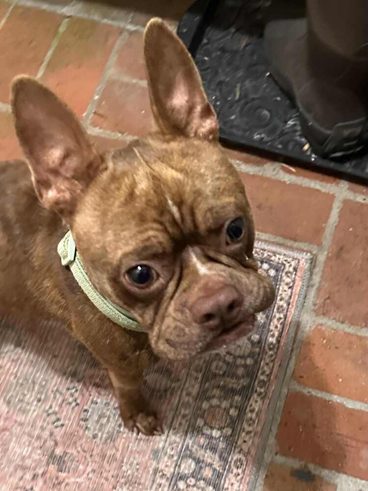 Zuko, Adoptable, Young Male Boston Terrier.