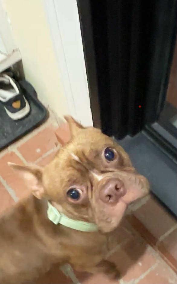 Enlarge Zuko, a Adoptable mixed breed in Jackson, TN image 2/6