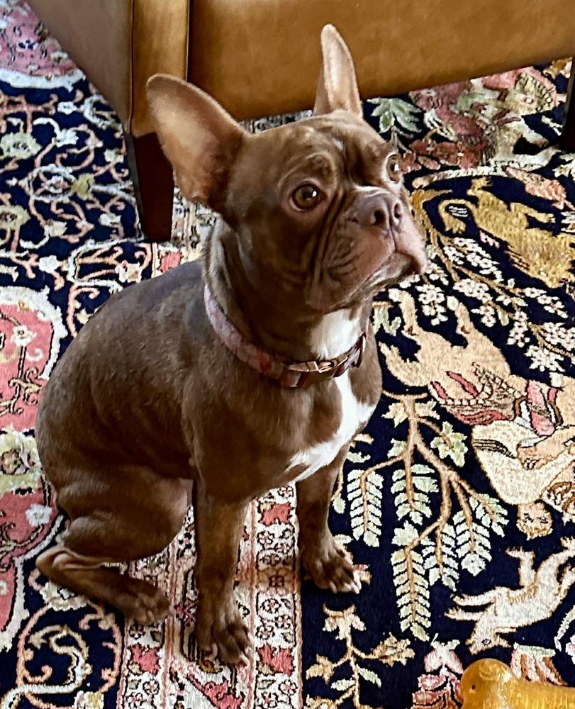 Enlarge Zuko, a Adoptable mixed breed in Jackson, TN image 5/6