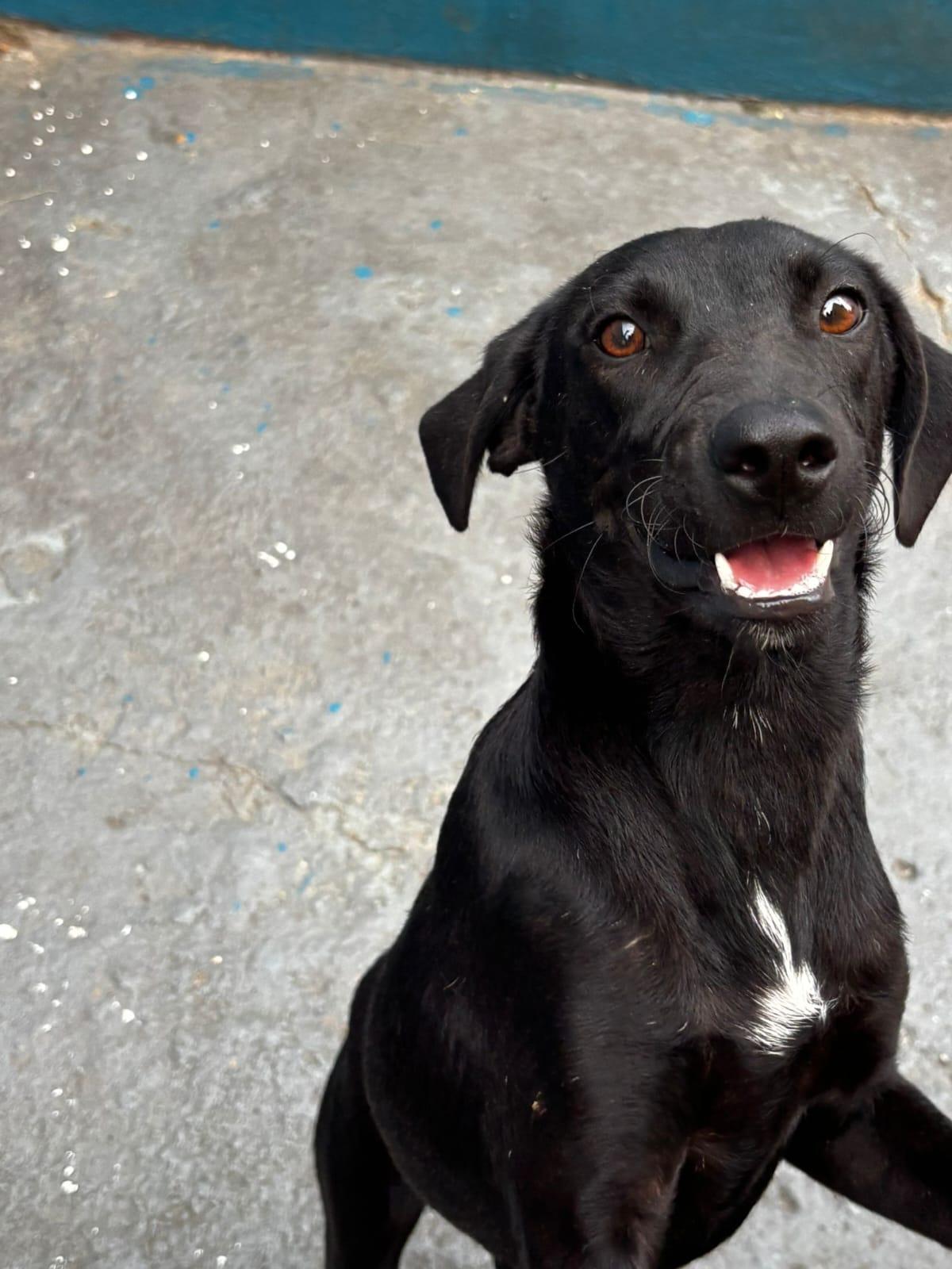 Sara, a Adoptable mixed breed in Albion, NY image 1/3