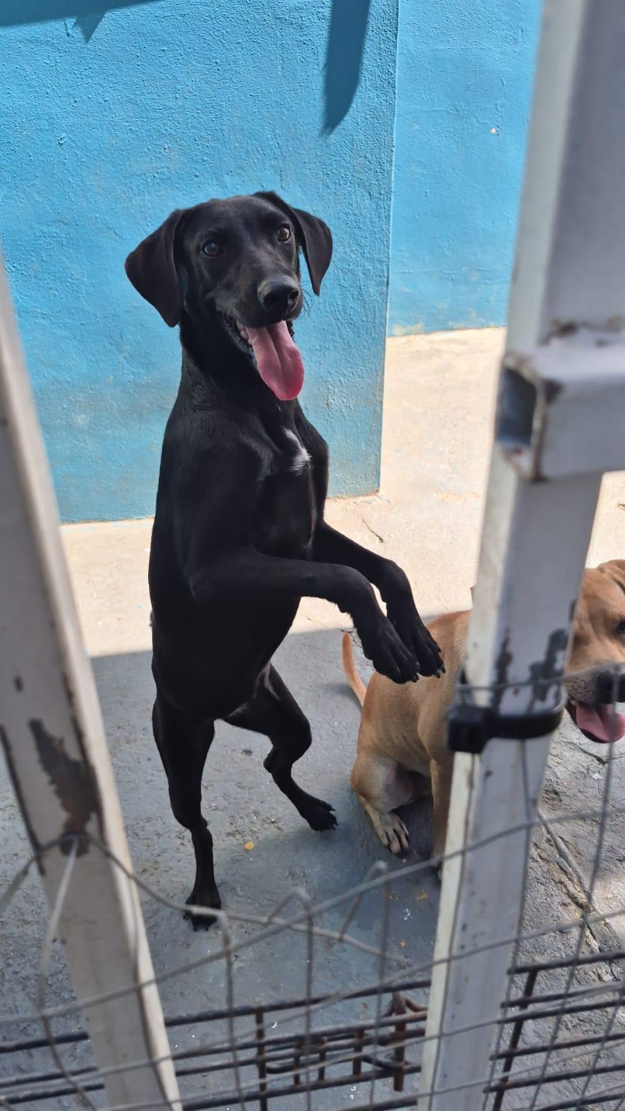 Sara, a Adoptable mixed breed in Albion, NY image 2/3