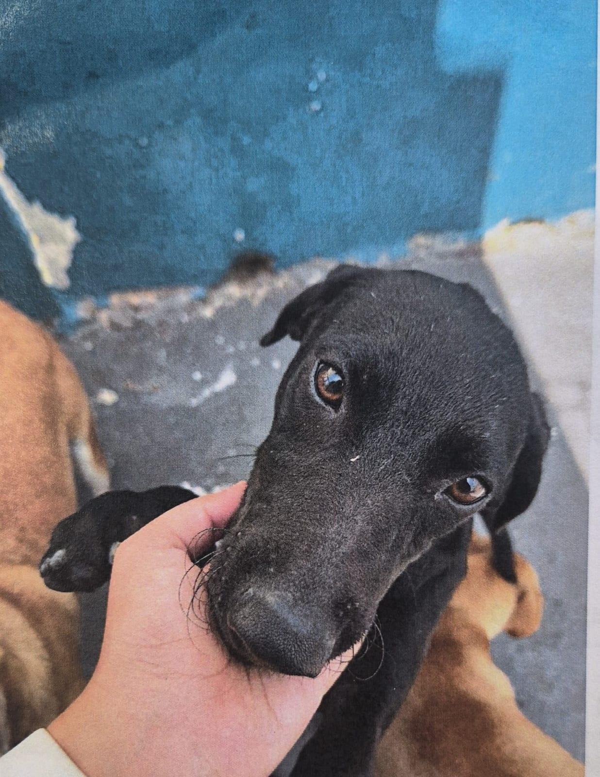 Sara, a Adoptable mixed breed in Albion, NY image 3/3