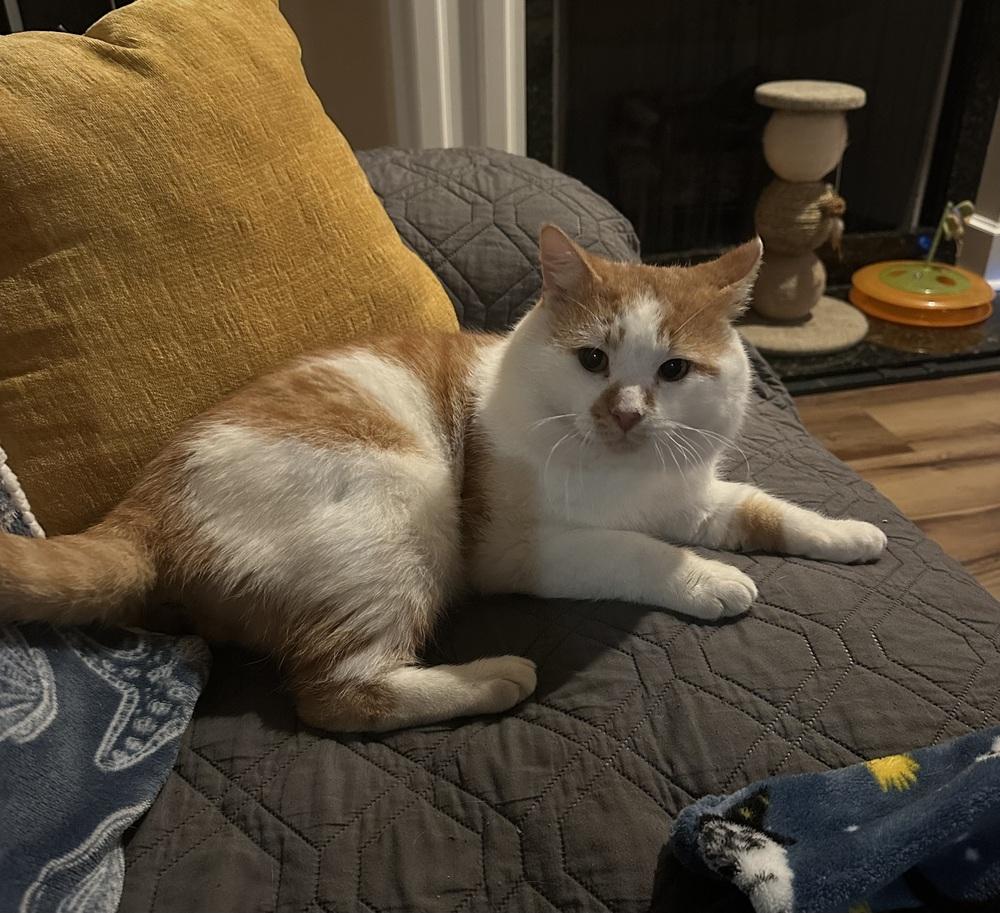 Santa Claws, Adoptable, Adult Male Domestic Short Hair & Tabby.