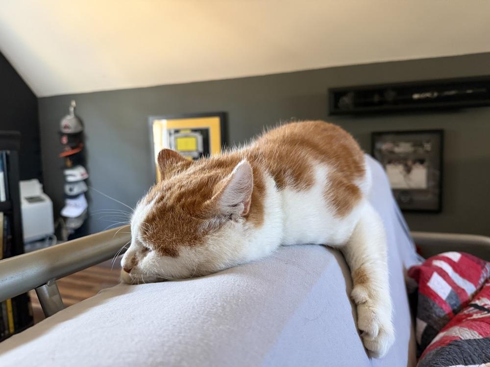 Enlarge Santa Claws, a Adoptable mixed breed in Emerald Isle, NC image 2/6