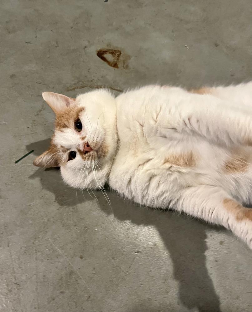 Enlarge Santa Claws, a Adoptable mixed breed in Emerald Isle, NC image 3/6