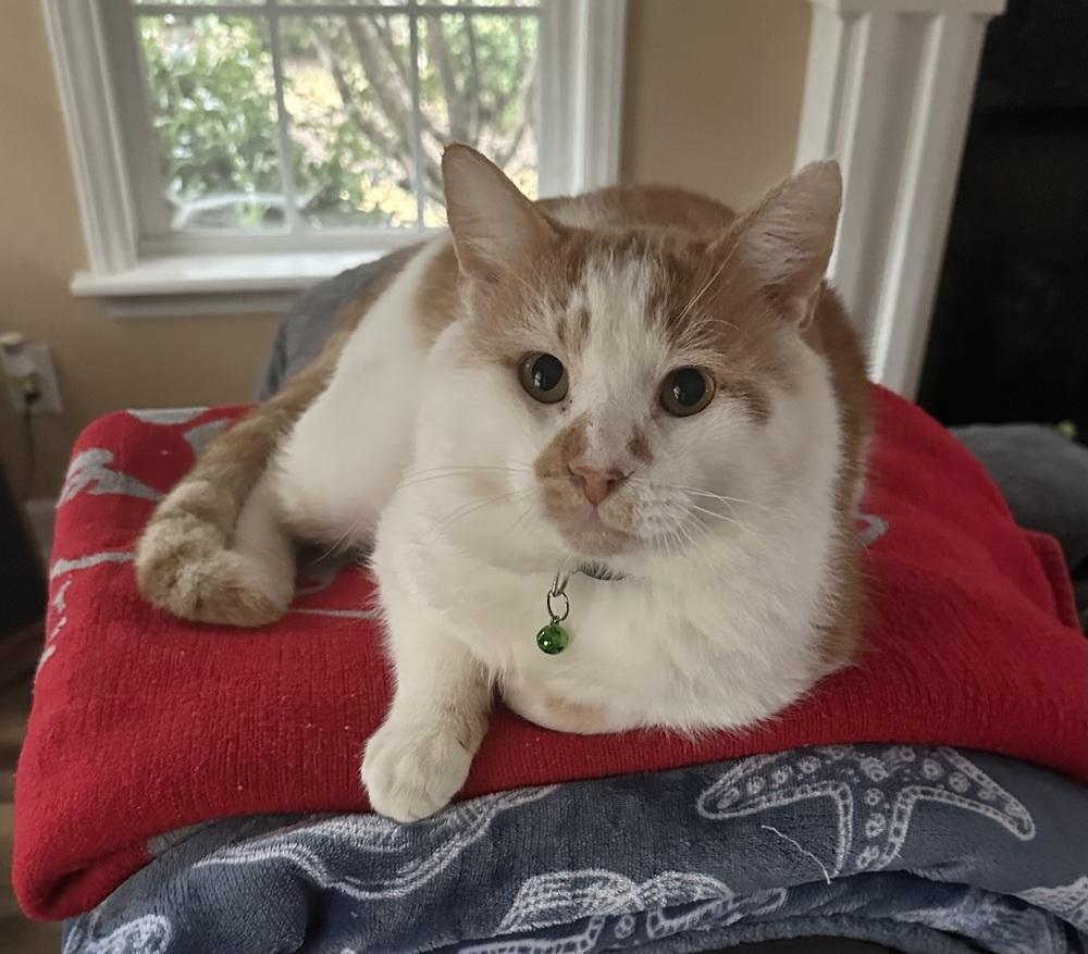 Enlarge Santa Claws, a Adoptable mixed breed in Emerald Isle, NC image 4/6