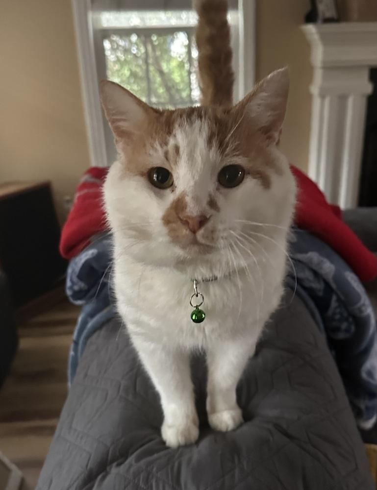 Enlarge Santa Claws, a Adoptable mixed breed in Emerald Isle, NC image 6/6