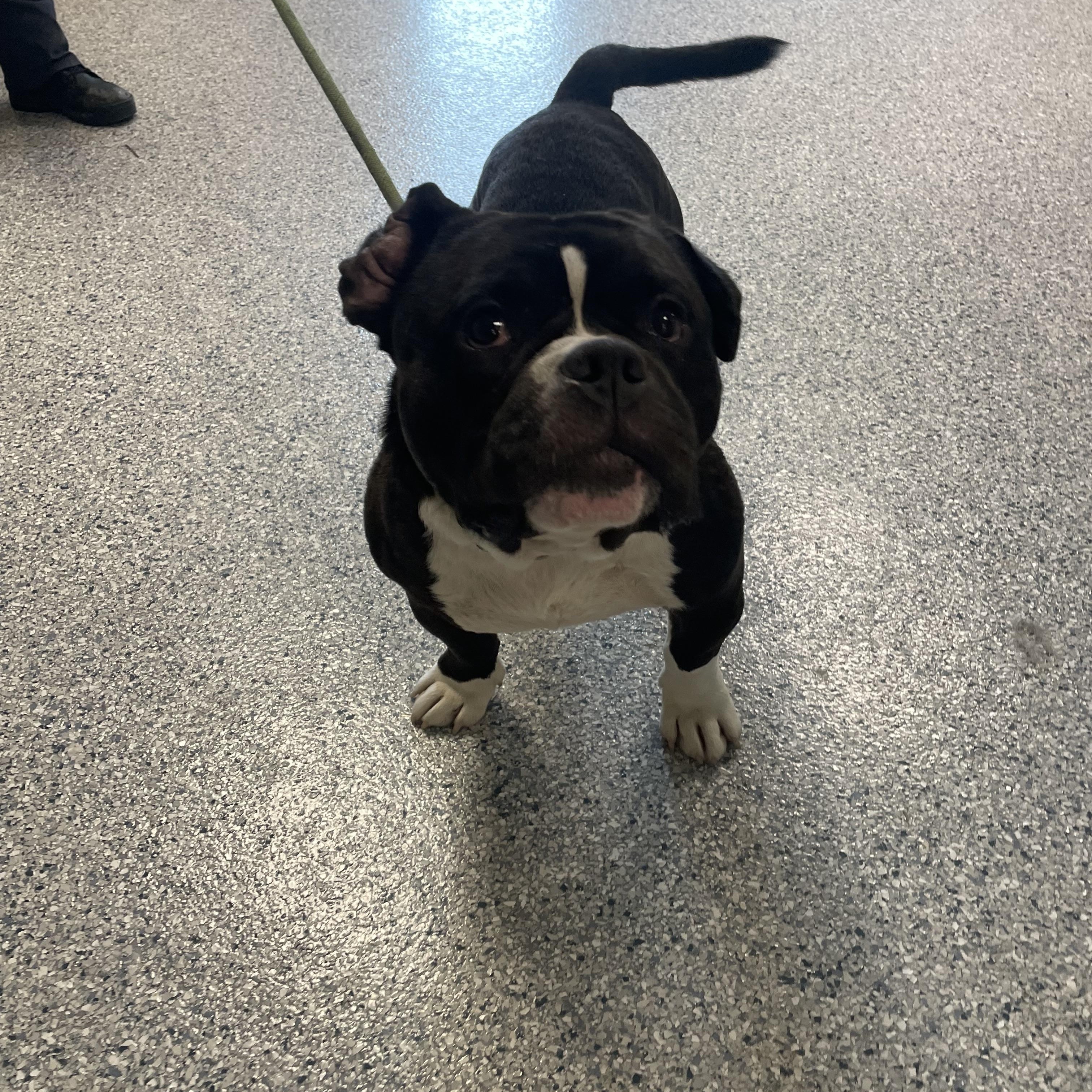 Enlarge Huey, a ADOPTABLE mixed breed in Gladstone, MO image 1/1