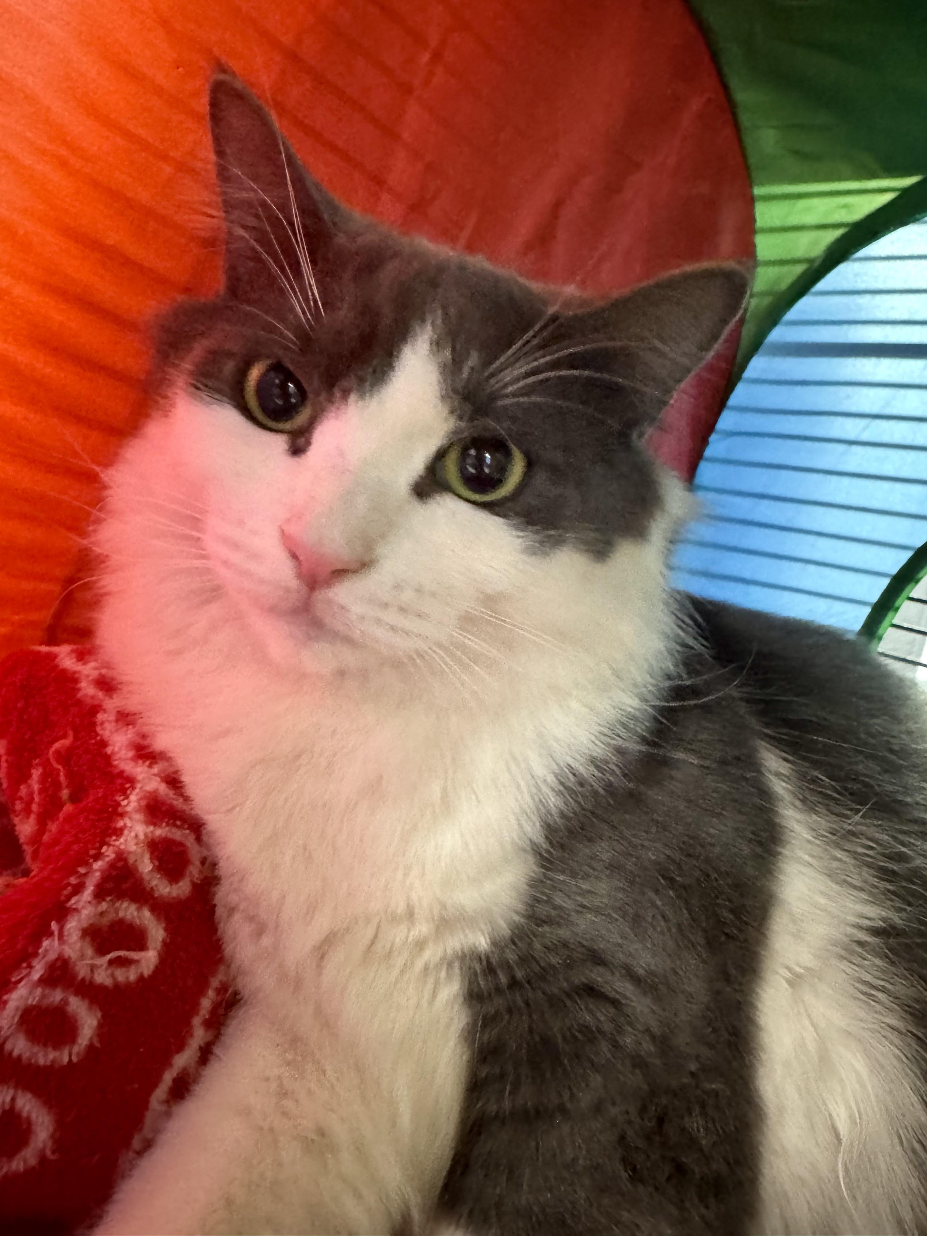 Enlarge Dutchess, a Adoptable Domestic Medium Hair in Wasilla, AK image 1/1