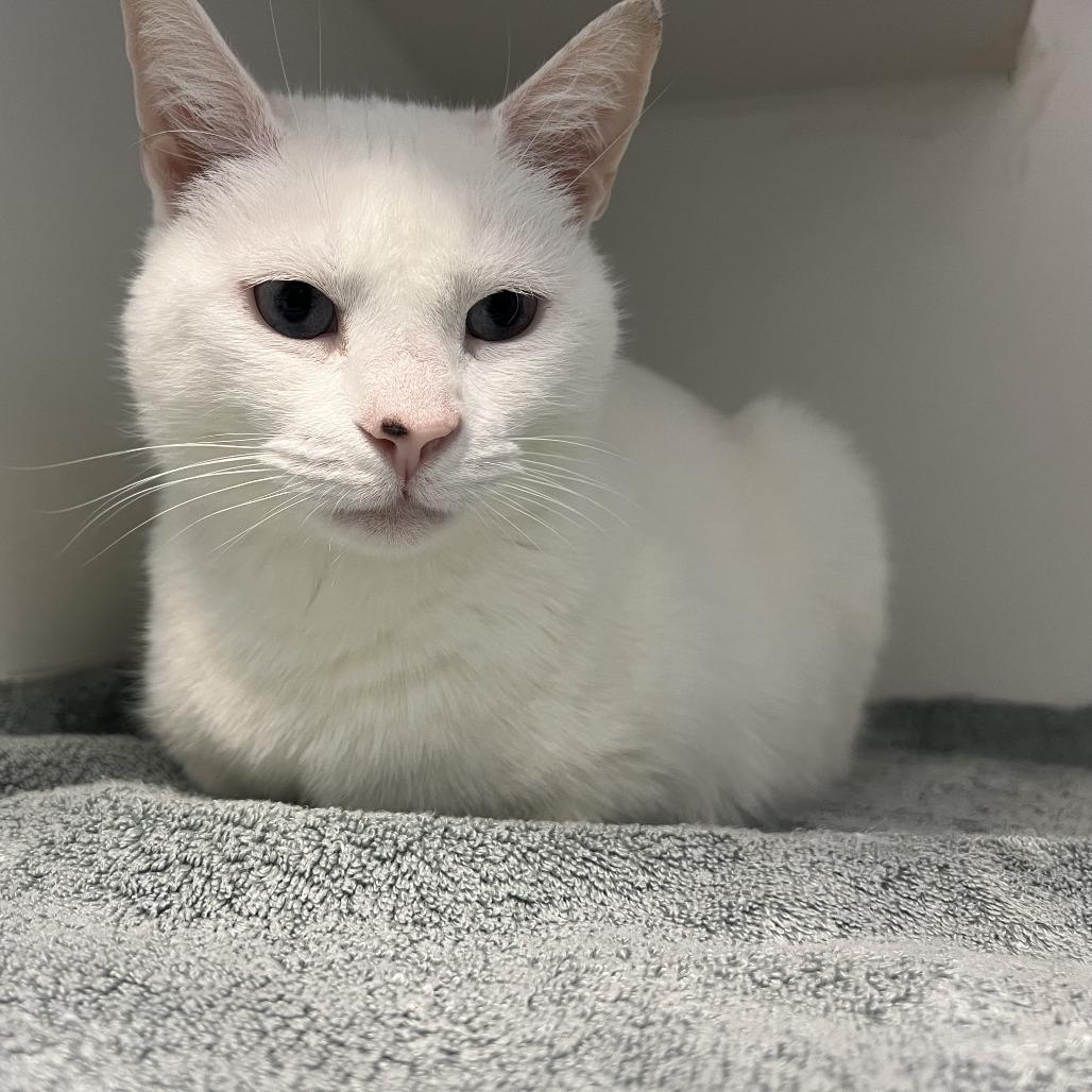 Aspen, Adoptable, Adult Female Domestic Short Hair.