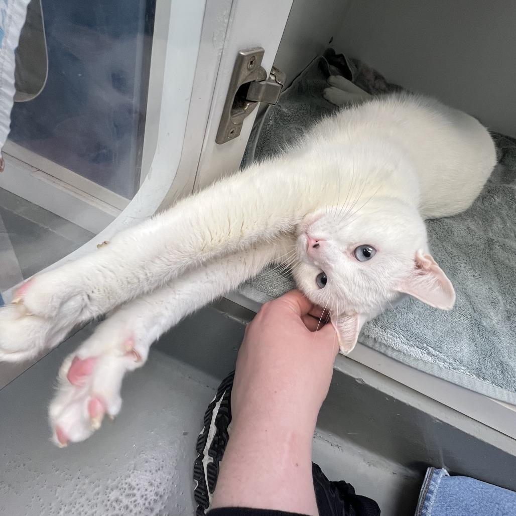 Aspen, a Adoptable Domestic Short Hair in Philadelphia, PA image 2/4