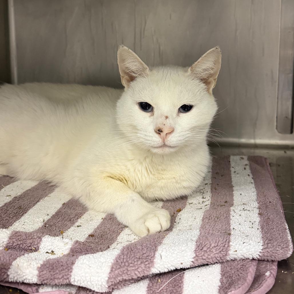 Aspen, a Adoptable Domestic Short Hair in Philadelphia, PA image 3/4